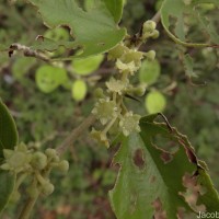 Ziziphus mauritiana Lam.